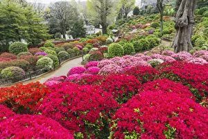 Bloom Prints: Japan, Honshu, Tokyo, Bunkyo-ku, Nezu Shrine, The Azalea Garden