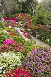 Azalea Prints: Japan, Honshu, Tokyo, Bunkyo-ku, Nezu Shrine, The Azalea Garden