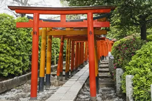 Images Dated 11th July 2019: Japan, Honshu, Tokyo, Bunkyo-ku, Nezu Shrine, Torri (Gate) Tunnel