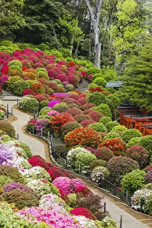 Images Dated 11th July 2019: Japan, Honshu, Tokyo, Bunkyo-ku, Nezu Shrine, The Azalea Garden