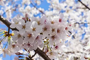 Images Dated 11th July 2019: Japan, Honshu, Tokyo, Kudanshita, Chidori-ga-fuchi, Cherry Blossom