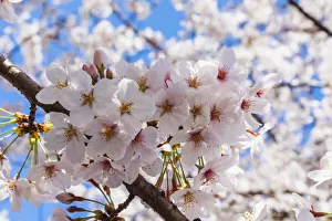 Cherry Tree Prints: Japan, Honshu, Tokyo, Kudanshita, Chidori-ga-fuchi, Cherry Blossom