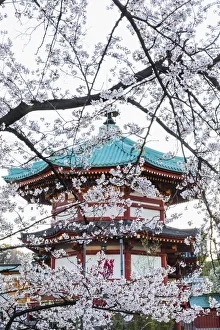 Honshu Gallery: Japan, Honshu, Tokyo, Ueno, Ueno Park, Shinobazu Pond, Bentendo Temple