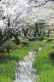 Images Dated 26th May 2017: Japan, Ishikawa Prefecture, Kanazawa, Kenroku-en gardens during Cherry Blossom Festival