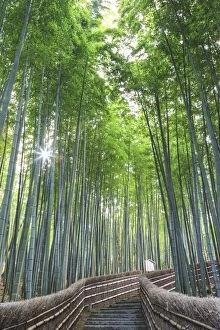 Forests Gallery: Japan, Kyoto, Arashiyama, Adashino Nembutsu-ji Temple, Bamboo Forest