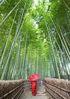 Person Gallery: Japan, Kyoto, Arashiyama, Adashino Nembutsu-ji Temple, Bamboo Forest