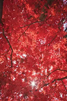 Images Dated 25th January 2011: Japan, Kyoto, Arashiyama, Adashino Nembutsu-ji Temple, Autumn Leaves
