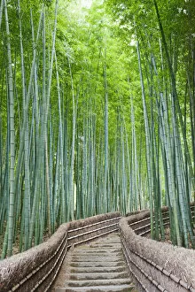 Images Dated 25th January 2011: Japan, Kyoto, Arashiyama, Adashino Nembutsu-ji Temple, Bamboo Forest