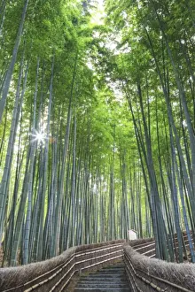 Kyoto Prints: Japan, Kyoto, Arashiyama, Adashino Nembutsu-ji Temple, Bamboo Forest