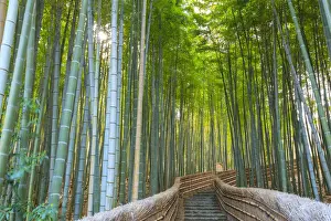 Japan, Kyoto, Arashiyama, Adashino Nembutsu-ji Temple, Bamboo Forest