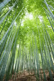 Japan, Kyoto, Arashiyama, Adashino Nembutsu-ji Temple, Bamboo Forest