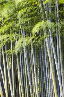 Motion Prints: Japan, Kyoto, Arashiyama, Adashino Nenbutsu-Ji Temple