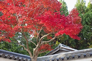 Images Dated 25th January 2011: Japan, Kyoto, Arashiyama, Autumn Leaves
