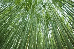 Images Dated 25th January 2011: Japan, Kyoto, Arashiyama, The Bamboo Forest