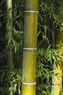 Honshu Island Gallery: Japan, Kyoto, Arashiyama, Tenryuji Temple, Bamboo Grove