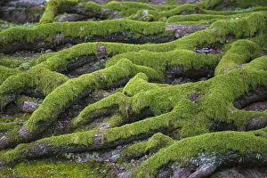 Roots Prints: Japan, Kyoto, Higashiyama district, Tree roots
