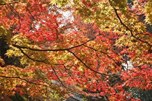 Images Dated 25th January 2011: Japan, Kyoto, Kitano Temmangu Shrine, Autumn Leaves in the Maple Garden