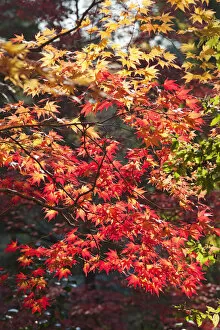 Images Dated 25th January 2011: Japan, Kyoto, Kitano Temmangu Shrine, Autumn Leaves in the Maple Garden