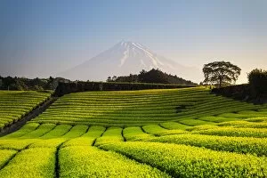 Editor's Picks: Japan, Shizuoka Prefecture, Mt Fuji and Green Tea Plantations