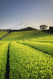 Volcano Prints: Japan, Shizuoka Prefecture, Mt Fuji and Green Tea Plantations