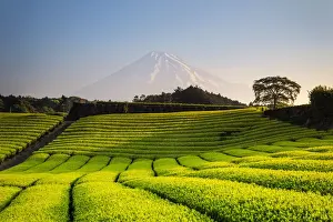 Japan, Shizuoka Prefecture, Mt Fuji and Green Tea Plantations