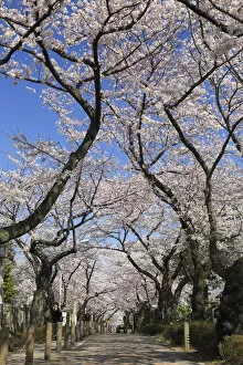 Japan, Tokyo, Aoyama Cemetery, famous for the spectacular display of flowers during