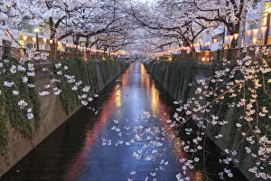 Images Dated 26th May 2017: Japan, Tokyo, Cherry Trees in full bloom along Meguro River