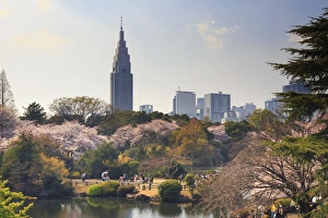 Japan, Tokyo, Shinjuku Gyoen National Garden, Cherry Trees in full bloom