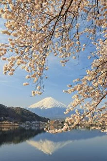 Japanese Gallery: Japan, Yamanashi Prefecture, Kawaguchi-ko Lake, Mt Fuji and Cherry Blossoms