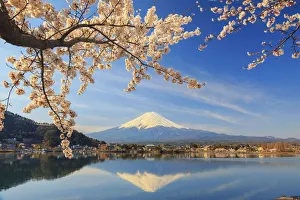 Japan, Yamanashi Prefecture, Kawaguchi-ko Lake, Mt Fuji and Cherry Blossoms