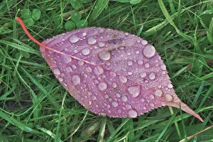 Images Dated 1st March 2021: Japanese cherry autumn leaf with raindrops - Germany, Bavaria, Upper Bavaria, Munich