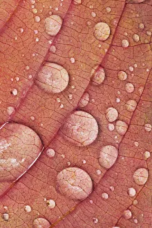 Japanese cherry autumn leaf with raindrops - Germany, Bavaria, Upper Bavaria, Munich