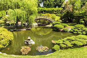 San Marino Prints: Japanese Garden Pond, Huntington Botanical Gardens, San Marino, California, USA