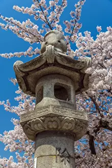 Japanese Granite Lantern with blooming cherry tree behind, Kyoto, Japan