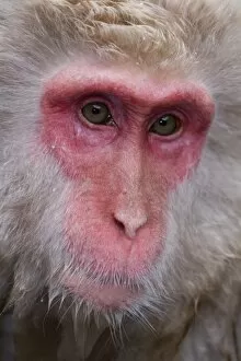 Images Dated 15th February 2007: Japanese macaque (Macaca fuscata) / Snow monkey