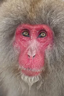 Images Dated 9th November 2011: Japanese macaque (Macaca fuscata) / Snow monkey, Joshin-etsu National Park, Honshu, Japan