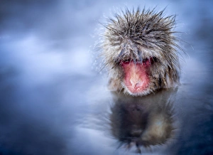 Cute Gallery: Japanese macaque taking a bath in a hot spring, Yamanouchi, Nagano Prefecture, Japan