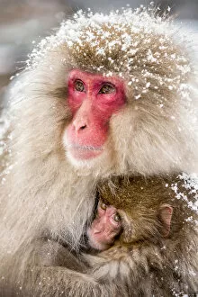 Japanese macaques at the Jigokudani Snow Monkey Park, Yamanouchi, Nagano prefecture