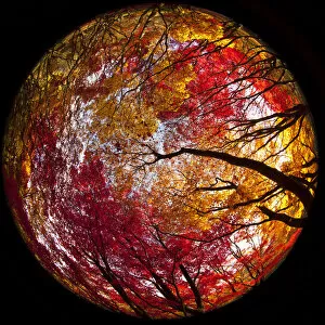 Images Dated 9th November 2011: Japanese Maple (Acer) tree in autumn, England, UK