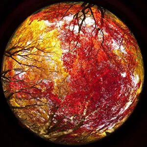 Images Dated 9th November 2011: Japanese Maple (Acer) tree in autumn, England, UK