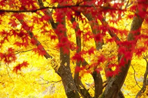 Images Dated 8th November 2011: Japanese Maple (Acer) tree in autumn, England, UK
