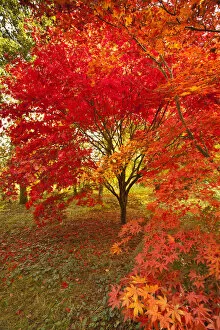 Images Dated 8th November 2011: Japanese Maple (Acer) tree in autumn, England, UK