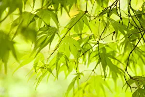 Green Gallery: Japanese Maple (Acer) tree in Springtime, England, UK