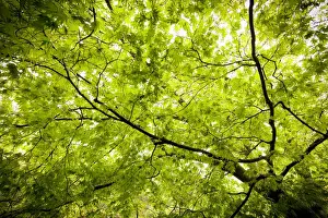 Japanese Maple Prints: Japanese Maple (Acer) tree in Springtime, England, UK