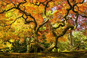 Japanese Maple Tree in Autumn, Japanese Garden, Seattle, Washington, USA