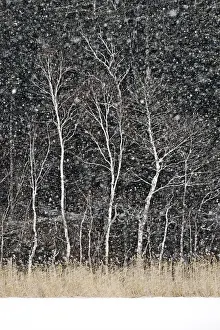 Snowstorm Prints: Japanese maple trees surrounding the frozen Onneto lake shores in snwostorm, Hokkaido