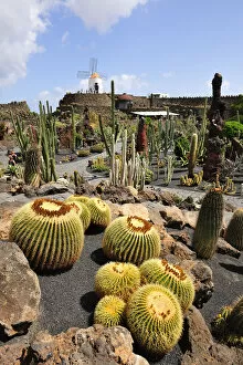 Images Dated 18th November 2011: Jardin de Cactus (Cesar Manrique). Lanzarote, Canary islands