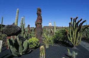 Cactuses Prints: Jardin de Cactus, Lanzarote, Canary Islands, Spain