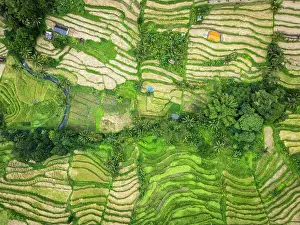 Straight Down Prints: Jatiluwih Rice Terraces, Bali, Indonesia