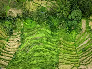 Straight Down Prints: Jatiluwih Rice Terraces, Bali, Indonesia